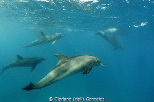 dolphin!!!! by Cipriano (ripli) Gonzalez 